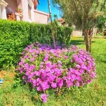 Kamelija 316 *